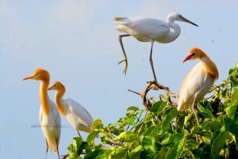 Description: vườn cò Bằng Lăng