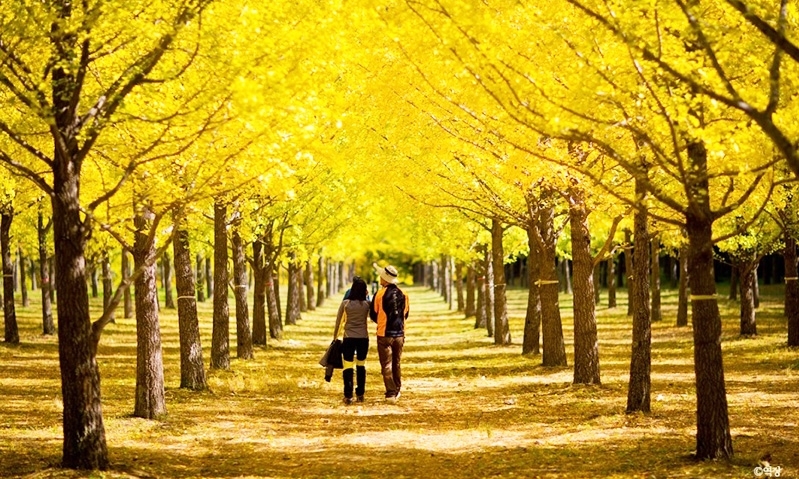 SEOUL – ĐẢO NAMI – EVERLAND –  THÁP NAMSAN