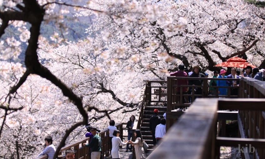 SEOUL – ĐẢO NAMI – EVERLAND –  THÁP NAMSAN